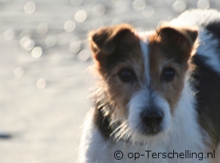 Holiday on Terschelling with dog