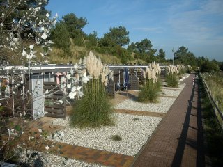 Goudsbloem, Spring on Terschelling